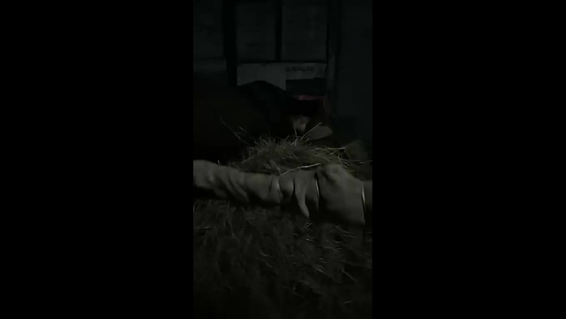 Вечерняя кормежка