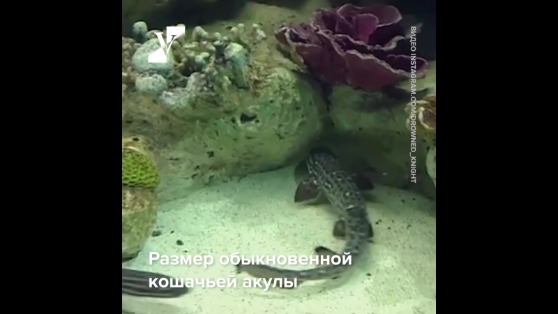 Азиатская кошачья акула