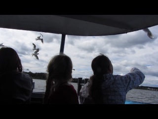 Голодные ижевские чайки