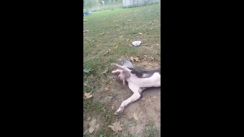 Дикий кабан пятак