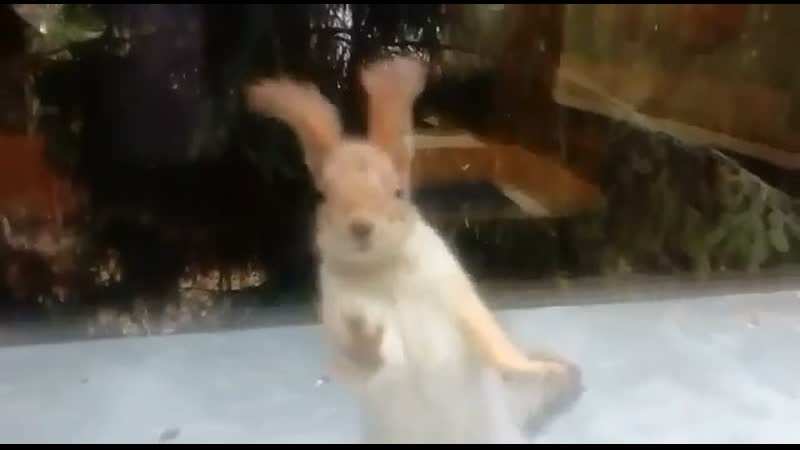 Наглая морда