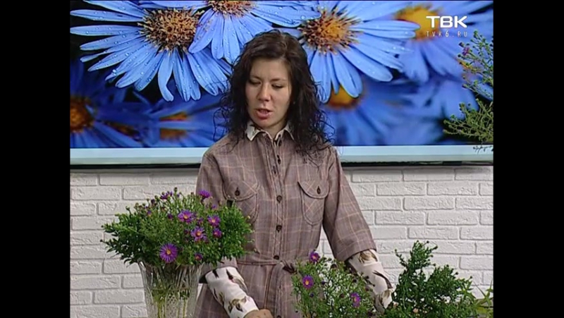 Советы ландшафтного дизайнера׃ астры