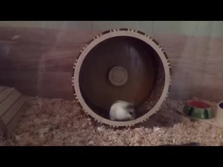 Хомячок в колесе хома хоум