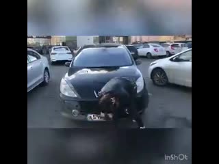 Автополотенце гринвей в действии (360p) mp4