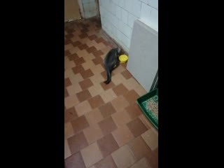 Vid 20200903 224046 mp4