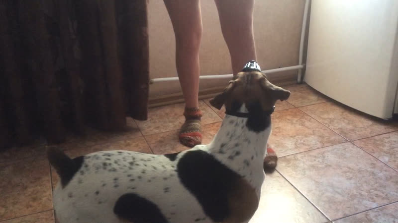 Первый раз надели намордник