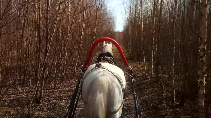 Арамис в весеннем лесу