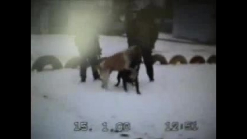 Бульдог porn video – Собачьи бои американский бульдог пилат vs сао алабай конец