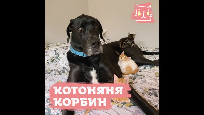 Огромный немецкий дог нянчит крошечных котят