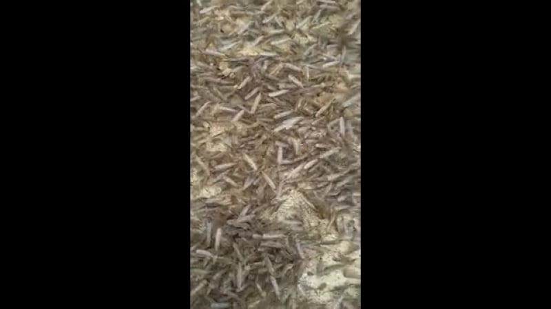 Как думаете, где зимуют комары