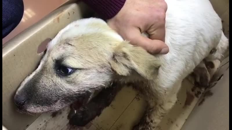 Шок контент щенок с разорванной от петарды пастью бьется в агонии