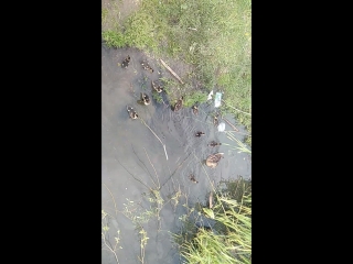 Семейство уток