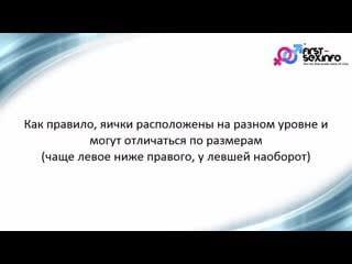 Урок №8 мужская половая система строение и особенности