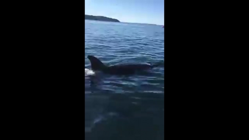 Тюлень запрыгнул в лодку спасаясь от касаток