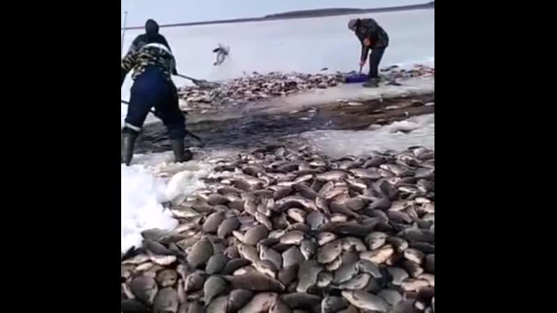 Огромные караси