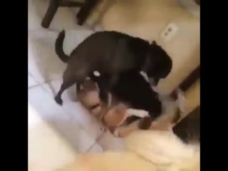 Собачья оргия зф