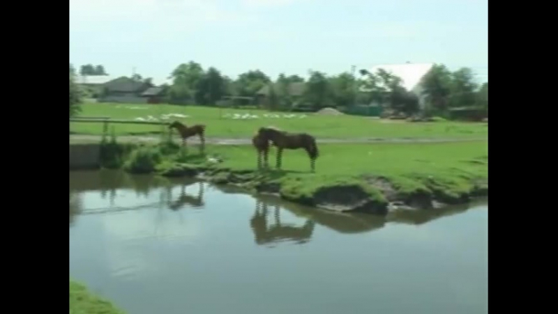 Золота провінція забір'я (2009)