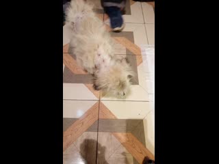 Vid 20191110 000445 mp4