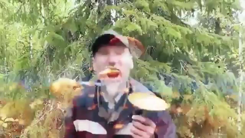 Грибабас гроза грибов