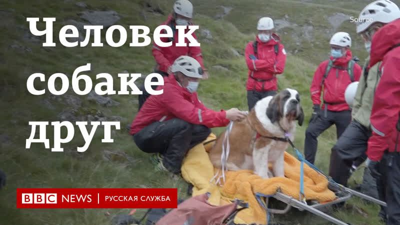 Человек молодые друг как спасали сенбернара