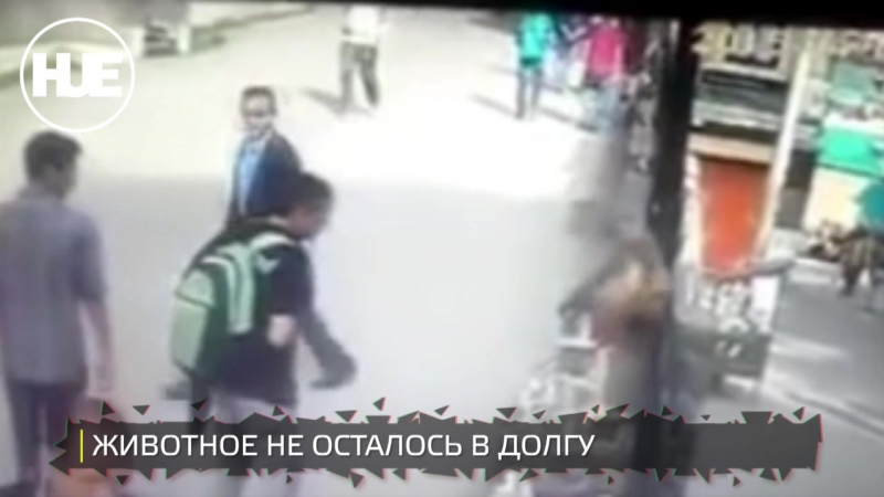 В индии обезьяна отомстила прохожему за показанный средний палец