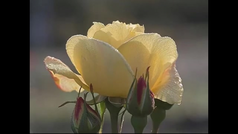 Розы и саксофон
