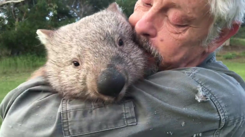 Забавный вомбат