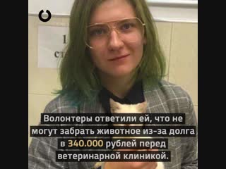 Студентка в майкопе оплатила долг волонтеров в 340 тысяч рублей для спасения котенка