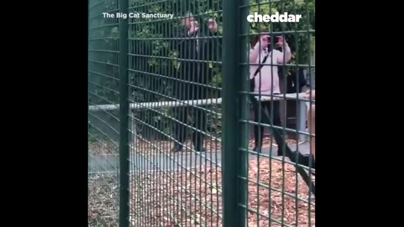 Подтвержденный think you can beat this big cat in tug of war? you're lion to yourself 🦁