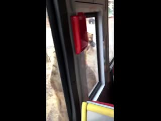 Everybody gansta till bear starts walkin