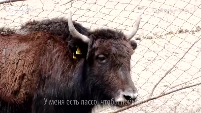Необычная семья скотоводов из кыргызстана
