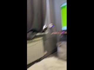 Live выгул и груминг в ижме