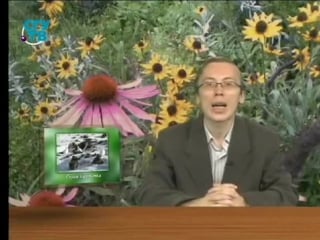 Экология передача 2 мир вокруг нас часть 2