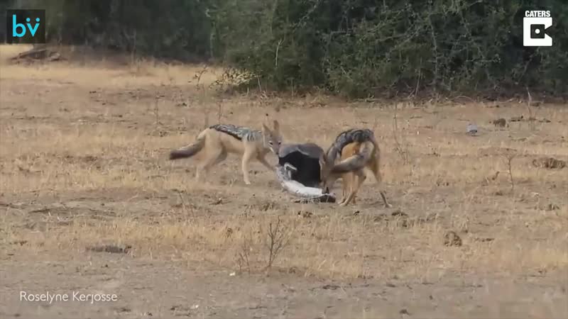 Шакалы, питон и медоед