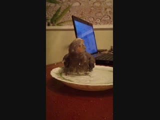 Sl mo vid 20181230 020503 mp4