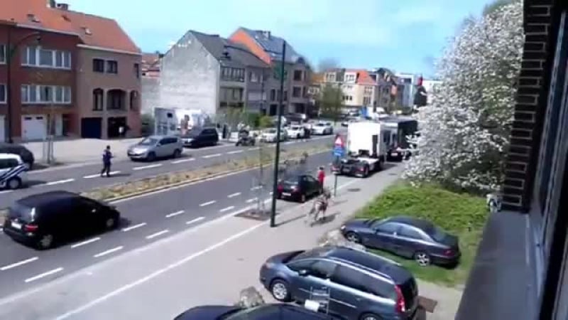 ✔ особое мнение жители брюсселя стали свидетелями погони полиции за тремя зебрами