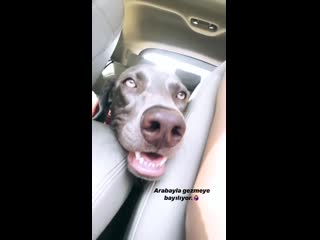 Азул в машине