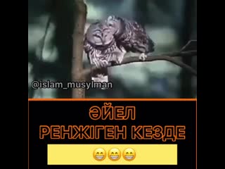 Әйел