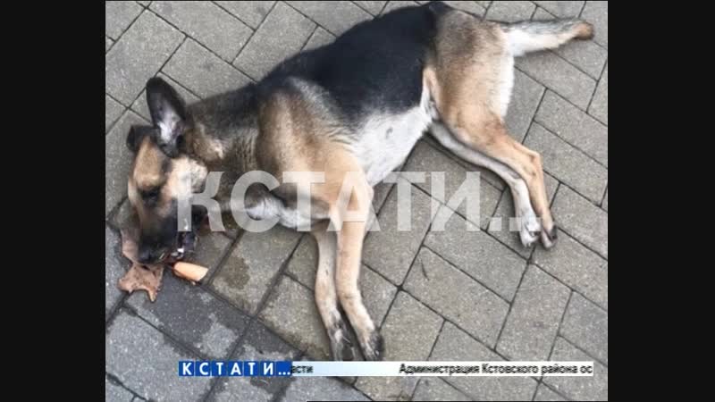 Живодерская парочка молодой человек с девушкой убивают собак у всех на глазах