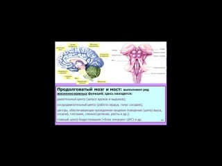 Дубынин вячеслав мозг общие принципы центры потребностей