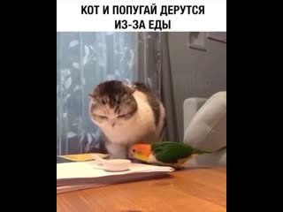 Chipkey спойлер котик приграл