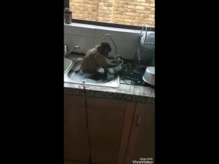Хозяйственная мартышка