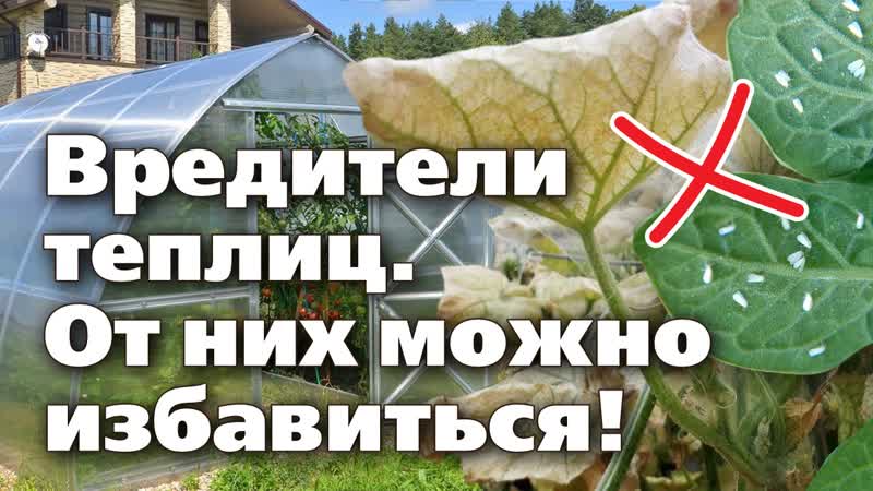 Белокрылка и паутинный клещ своевременные обработки спасут от них урожай