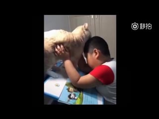 This porn is trying to do homework and his chubby cat is obviously not helping