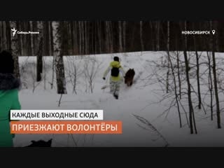 Волонтёры сами построили больницу для бездомных молодые | сибирь реалии