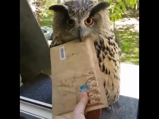 From byu dawn amber reddit