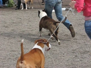 Рус нева да звездный тигр (атаксия чист) cын int ch rus neva da napoleon ch sbigstaff elli