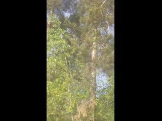 Vid 20200604 173358 mp4