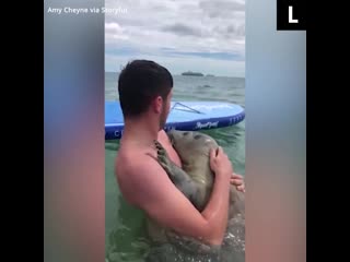 Тюлень хочет обнимашек