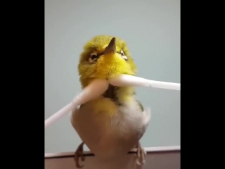 Японскую птичку массажируют ватными палочками japanese bird is massaged with cotton swabsсамое интересное видео the most interes